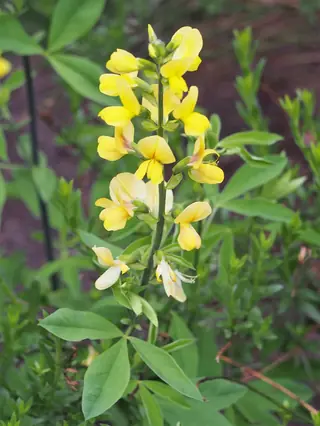Golden Candles (Thermopsis lanceolata), foliage