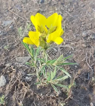 Golden Candles (Thermopsis lanceolata), fall color