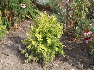 Eastern Arborvitae: Emerald, Techny, Degroots Spire, North Pole (Thuja occidentalis), fall color