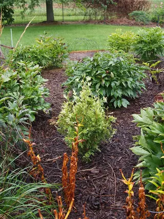 Eastern Arborvitae: Emerald, Techny, Degroots Spire, North Pole (Thuja occidentalis), bloom