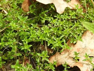 Creeping thyme / wild thyme (Thymus serpyllum), mature form