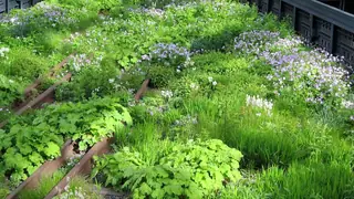 Foamflower (Tiarella cordifolia), habit