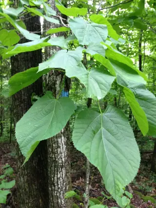 American Linden (Tilia americana), bloom