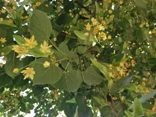 American Linden (Tilia americana), fall color