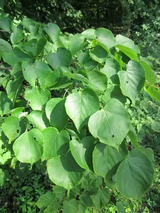 Littleleaf: Linden (Tilia cordata), bloom
