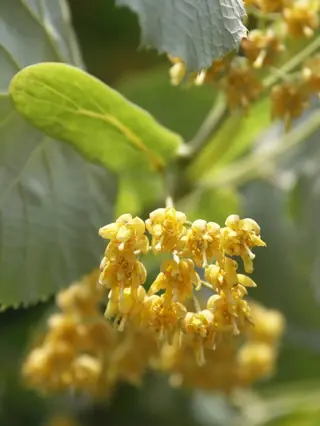 Littleleaf: Linden (Tilia cordata), fall color