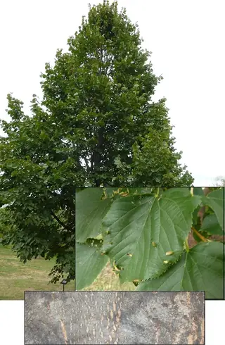 Littleleaf: Linden (Tilia cordata), mature form