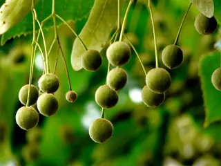 Littleleaf: Linden (Tilia cordata), foliage