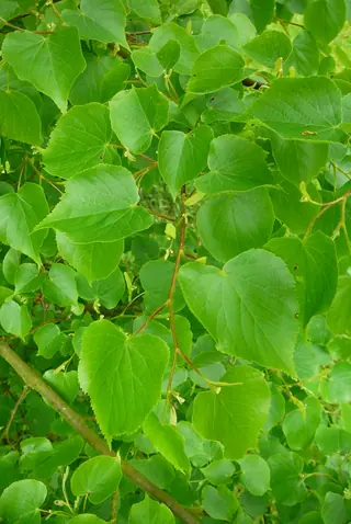 Linden (Tilia cordata x mongolica), bloom