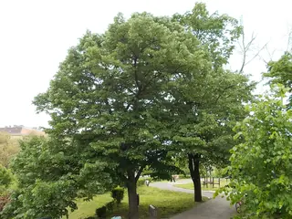 Silver: Sterling Silver Linden (Tilia tomentosa), bloom