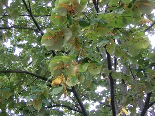 Silver: Sterling Silver Linden (Tilia tomentosa), habit