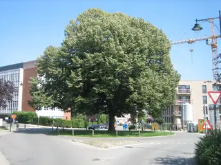 Silver: Sterling Silver Linden (Tilia tomentosa), fall color
