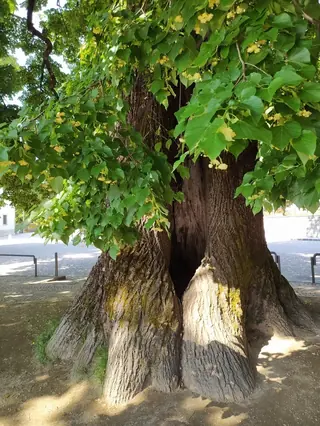 Linden, 'Glenleven'