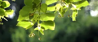 Linden (Tilia x flavescens), foliage