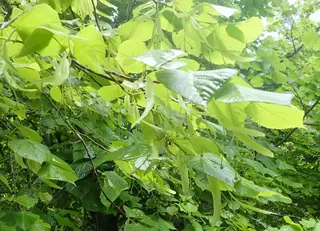Linden (Tilia x flavescens), mature form