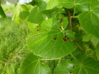 Linden (Tilia x flavescens), bloom