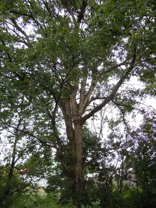 American: Valley Forge Elm (Ulmus americana), fall color
