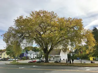 American: Valley Forge Elm (Ulmus americana), mature form
