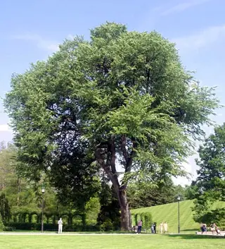 Elm, American: Valley Forge, New Harmony, Princeton