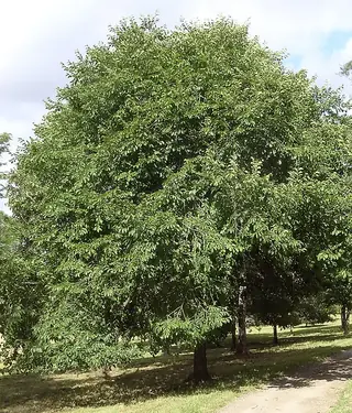 Elm, ACCOLADE® ('Morton')
