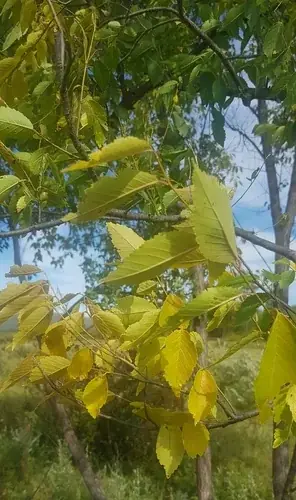Elm (Ulmus davidiana var. japonica), mature form