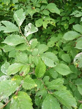 Elm, 'New Horizon'