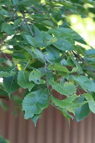 Elm (Ulmus japonica x U. pumila 'New Horizon'), mature form