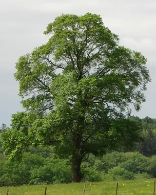 Elm (Ulmus minor x U. parvifolia), foliage