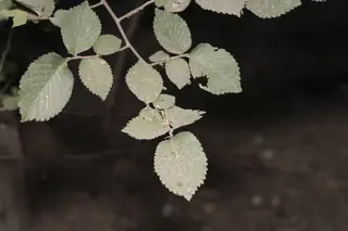 Elm, 'Frontier'