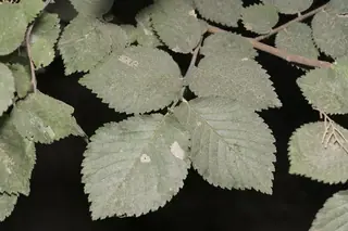 Elm (Ulmus minor x U. parvifolia), mature form