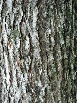 'Emerald Sunshine' (Ulmus propinqua), foliage