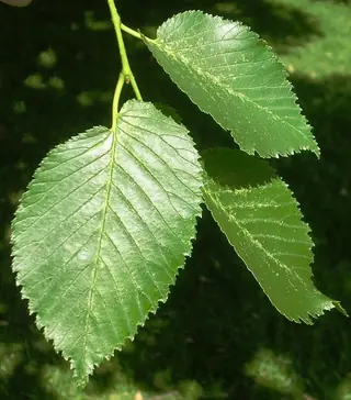 Elm, TRIUMPH® Elm (Ulmus x 'Morton Glossy'), fall color