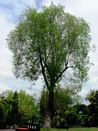Elm, TRIUMPH® Elm (Ulmus x 'Morton Glossy'), mature form