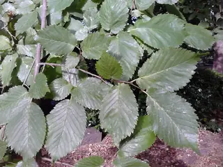 Elm, TRIUMPH® Elm (Ulmus x 'Morton Glossy'), bloom
