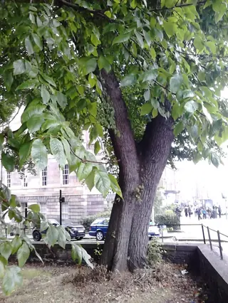 Elm, TRIUMPH® Elm (Ulmus x 'Morton Glossy'), foliage