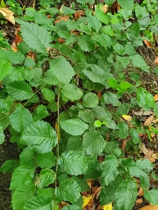 Elm, TRIUMPH® Elm
