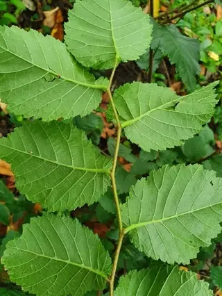 Elm, TRIUMPH® Elm (Ulmus x 'Morton Glossy'), habit