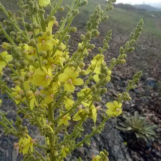 Letitia Flannel Plant (Verbascum 'Letitia'), mature form