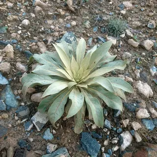 Letitia Flannel Plant (Verbascum 'Letitia'), foliage