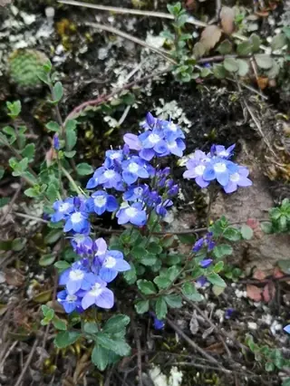 Crystal River veronica (Veronica 'Crystal River'), fall color