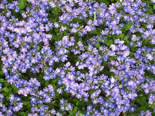 Crystal River veronica (Veronica 'Crystal River'), habit