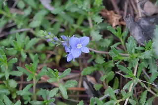 Woolly veronica (Veronica pectinata), foliage
