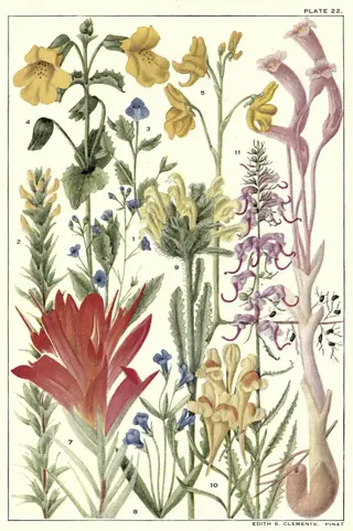 Woolly veronica (Veronica pectinata), fall color