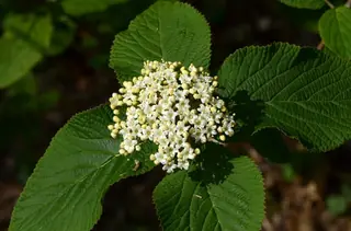 Wayfaring tree viburnum (Viburnum lantana), mature form