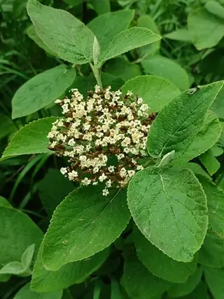 Wayfaring tree viburnum (Viburnum lantana), foliage