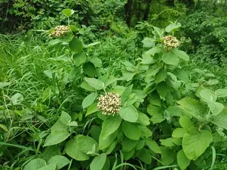 Wayfaring tree viburnum