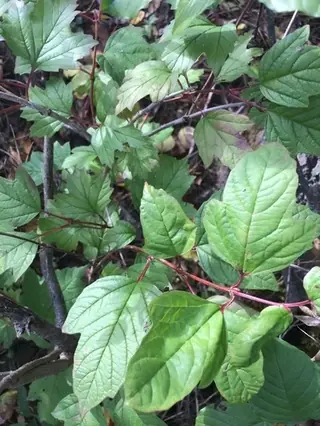 American highbush cranberry (Viburnum trilobum), fall color