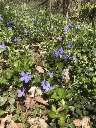 Periwinkle (Vinca minor), foliage