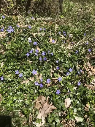 Periwinkle (Vinca minor), mature form