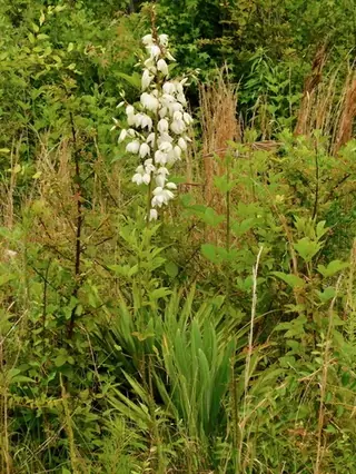 Adam's needle yucca (Yucca filamentosa), mature form